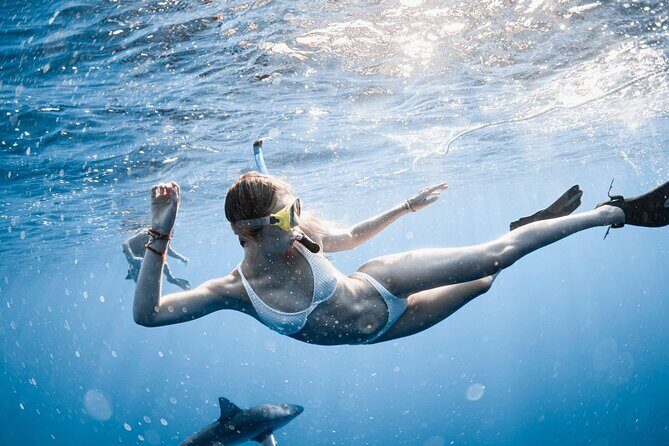 Oahu Open Water Shark Diving Experience - Safety and Group Size