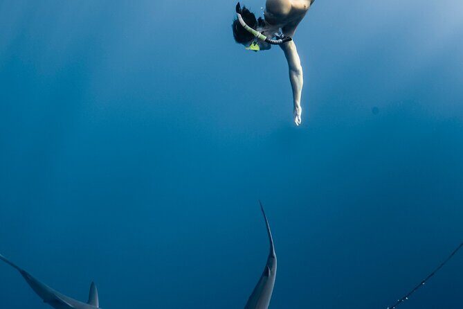 Oahu Open Water Shark Diving Experience - Weather and Cancellation Policies