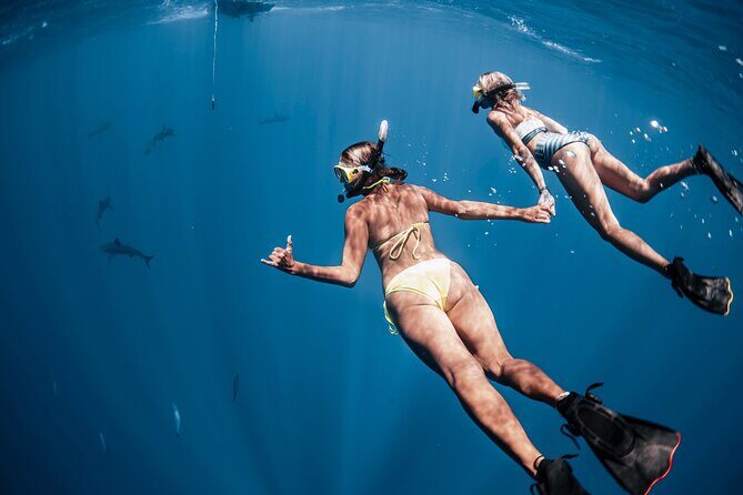 Oahu Open Water Shark Diving Experience - Price and Value
