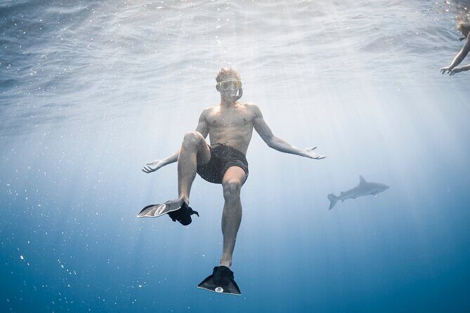 Oahu Open Water Shark Diving Experience - Who Will Love This Tour?