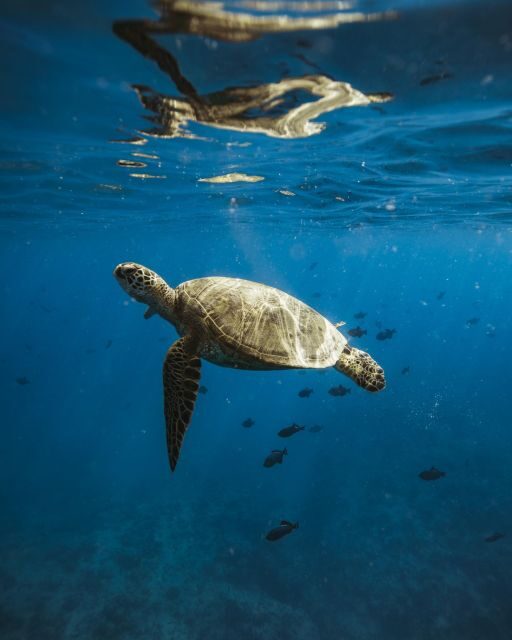 Oahu: Private Catamaran Sunset Cruise & Optional Snorkeling - An In-Depth Look at the Private Catamaran Sunset Cruise