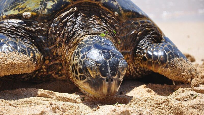 Oahu: Private Custom Island Tour - An In-Depth Look at the Oahu Private Tour