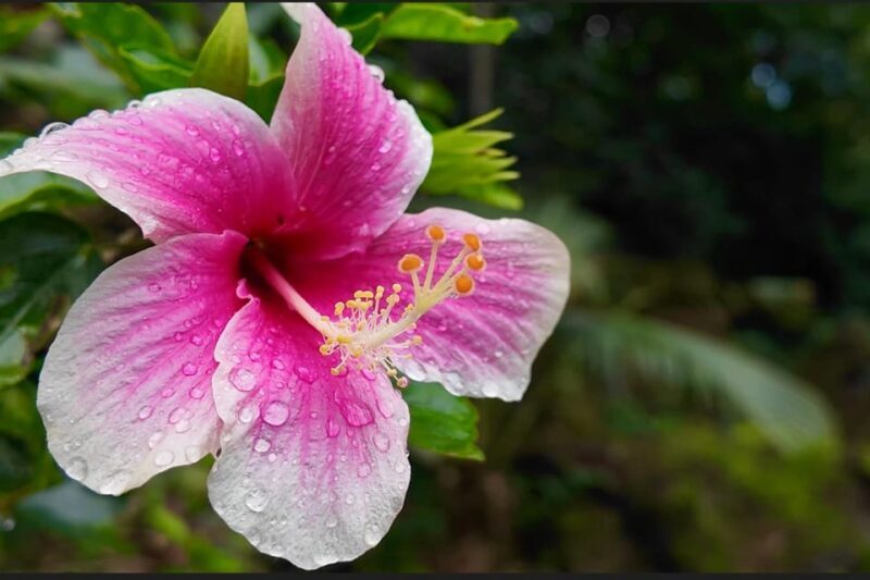 Oahu: Private Tour-North Shore feat. Waimea Falls - Turtle Beach and Seasonal Wildlife Sightings