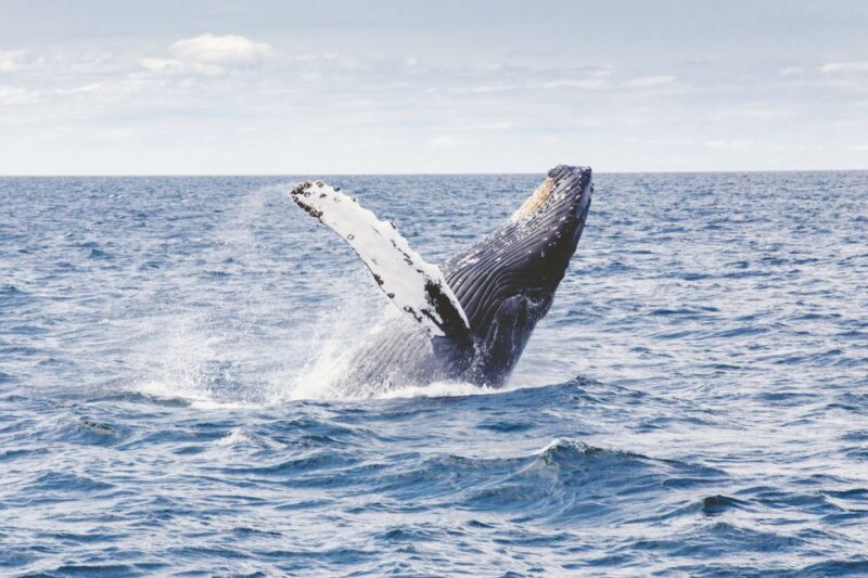 Oahu: Private Whale Watching Adventure - Experience Overview and Itinerary