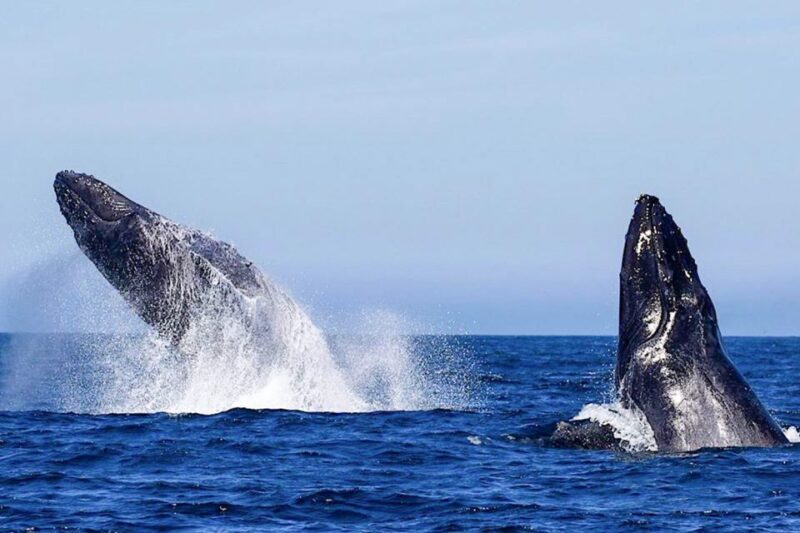 Oahu: Seasonal Whale Watch Cruise - Key Points