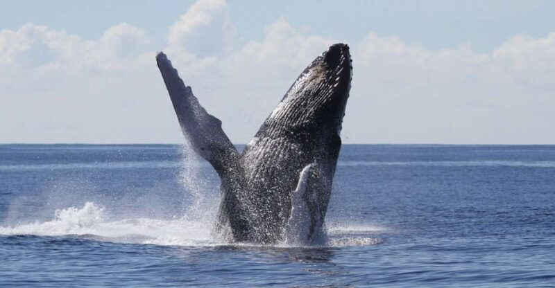 Oahu: Seasonal Whale Watch Cruise - An In-Depth Look at the Whale Watch Experience