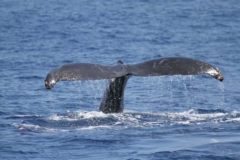 Oahu: Seasonal Whale Watch Cruise - The Sum Up