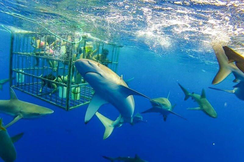 Oahu: Shark Cage Dive on the North Shore - Introduction