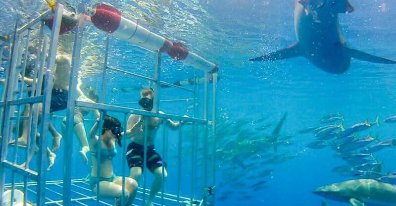 Oahu: Shark Cage Dive on the North Shore - The Experience from the Boat Deck
