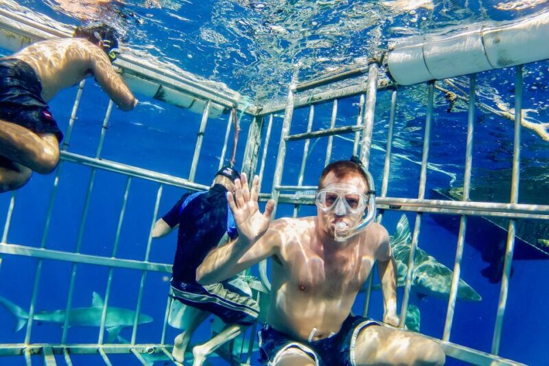 Oahu: Shark Cage Dive on the North Shore - The Shark Cage: A Close Encounter
