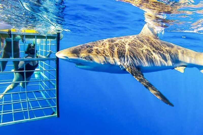 Oahu: Shark Cage Dive on the North Shore - Wildlife and Seasonality