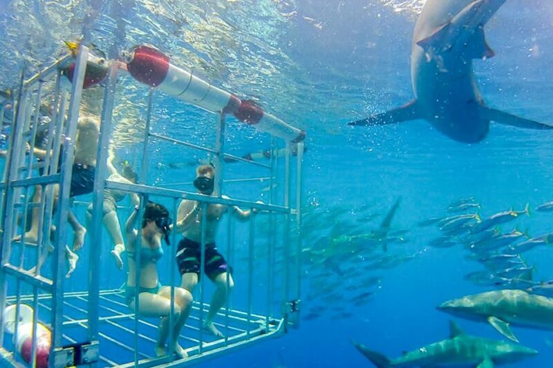 Oahu: Shark Cage Dive on the North Shore - Value and Practicalities