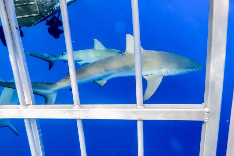 Oahu: Shark Cage Dive on the North Shore - The Reviews Speak Volumes