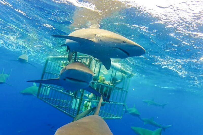 Oahu: Shark Cage Dive on the North Shore - Practical Tips for Participants