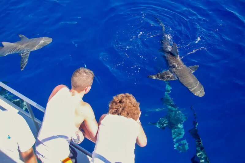 Oahu: Shark Cage Dive on the North Shore - The Sum Up