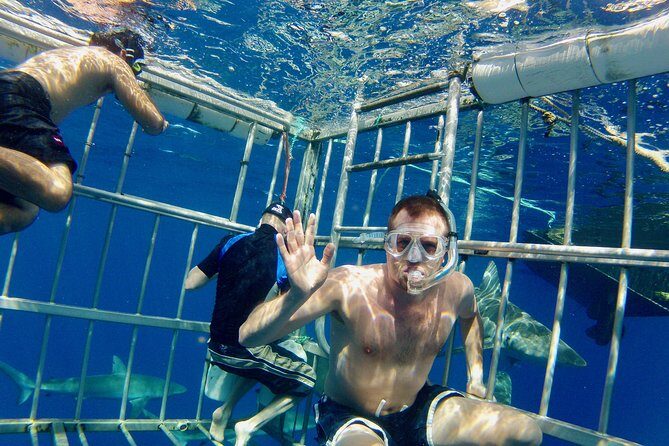 Oahu Shark Dive - A Full Breakdown of the Oahu Shark Dive Experience
