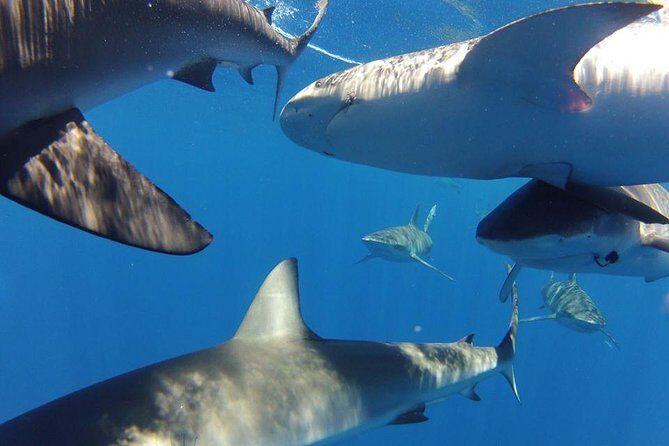 Oahu Shark Dive - FAQ