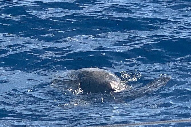 Oahu Small Group Snorkel Tour with Yacht Cruise - Authentic Experiences and Guest Feedback
