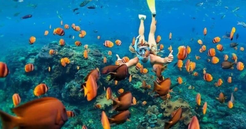 Oahu: Snorkel Adventure in Marine Sanctuary - Final thoughts