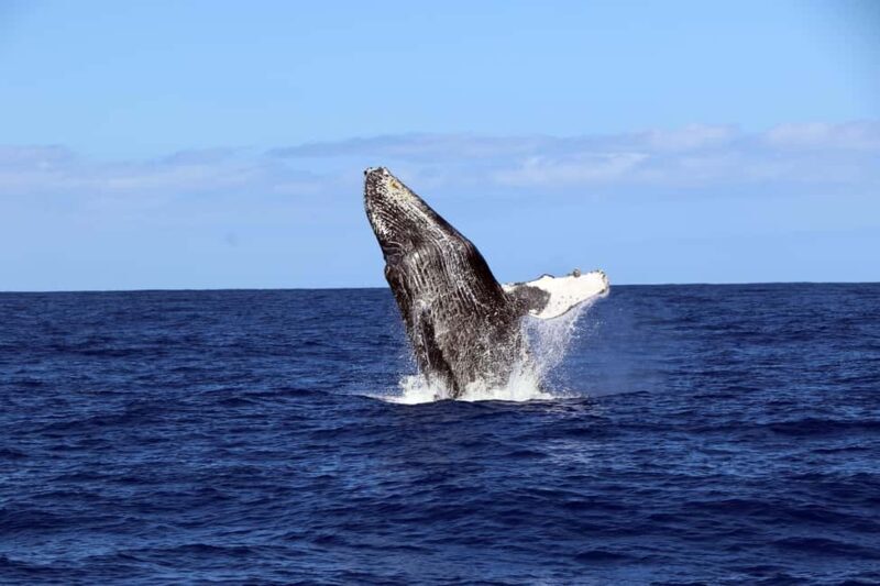Oahu: Snorkeling & Dolphin Watch Cruise w/ Luau Style Buffet - FAQs