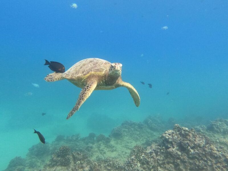 Oahu Snorkeling with Turtles, Water Scooter, Paddleboard - Who Should Consider This Tour?