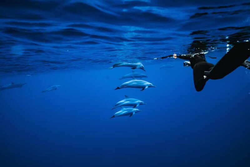 Oahu: Speedboat Snorkeling Adventure and Wild Dolphin Swim - Introduction