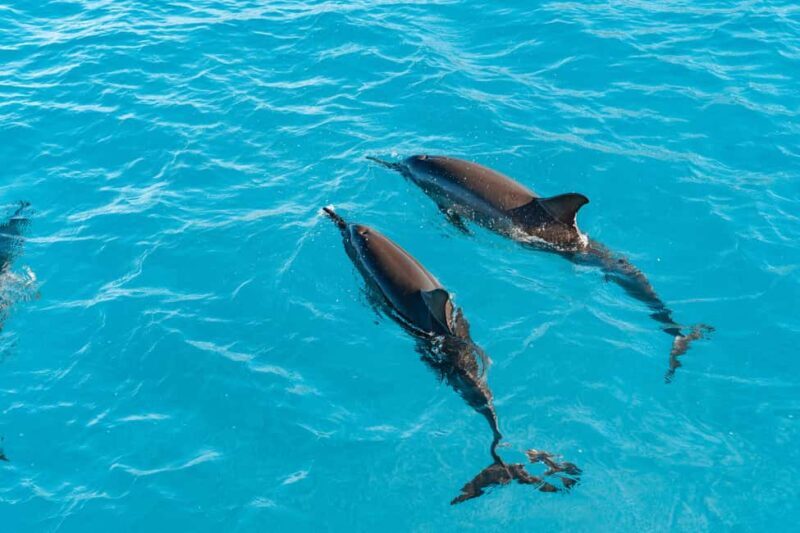 Oahu: Speedboat Snorkeling Adventure and Wild Dolphin Swim - Key Points