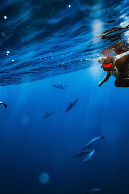 Oahu: Speedboat Snorkeling Adventure and Wild Dolphin Swim - Practical Details and Value