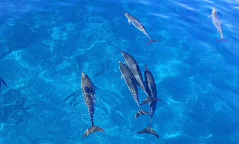 Oahu: Speedboat Snorkeling Adventure and Wild Dolphin Swim - The Authenticity and Overall Experience