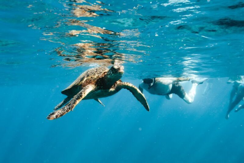 Oahu: Speedboat Snorkeling Adventure and Wild Dolphin Swim - Who Will Love This Tour?