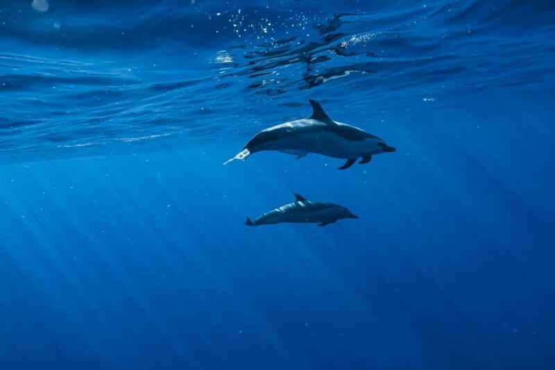 Oahu: Speedboat Snorkeling Adventure and Wild Dolphin Swim - Final Thoughts