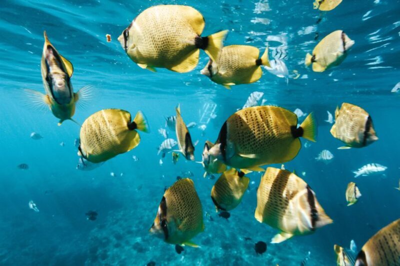 Oahu: Swim with Dolphins, Turtle Snorkel Tour and Waterslide - Key Points