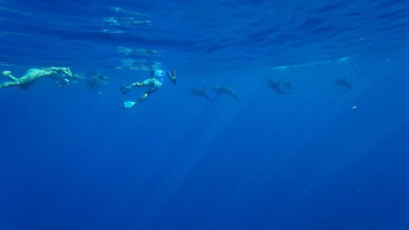 Oahu: Swim with Dolphins, Turtle Snorkel Tour and Waterslide - A Comprehensive Look at the Tour Experience