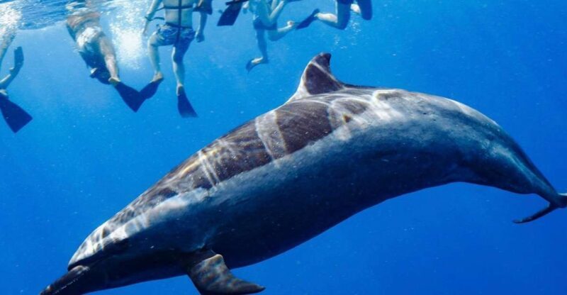 Oahu: Swim with Dolphins, Turtle Snorkel Tour and Waterslide - Who Will Love This Tour?