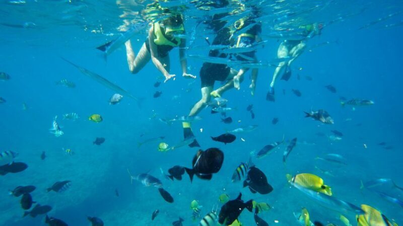 Oahu: Swim with Dolphins, Turtle Snorkel Tour and Waterslide - Final Thoughts