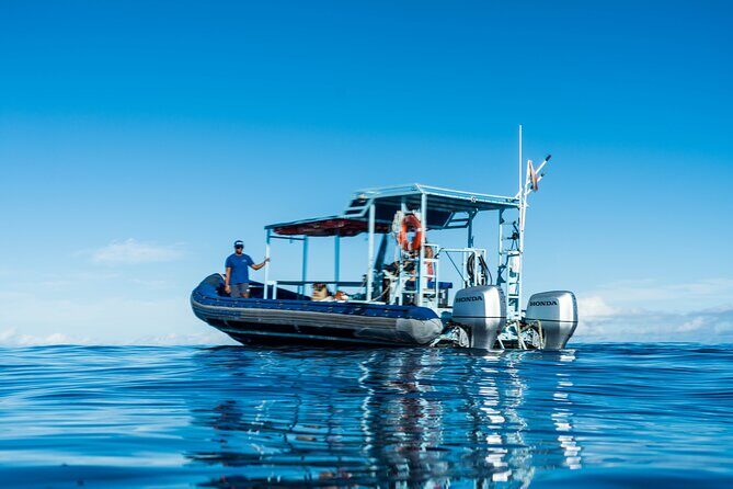Oahu Swimming with Dolphins Speedboat Adventure - What to Expect from the Experience