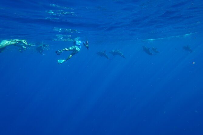 Oahu Swimming with Dolphins Speedboat Adventure - Why This Tour Offers Good Value