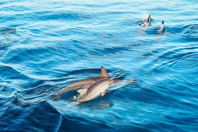 Oahu Swimming with Dolphins Speedboat Adventure - Practical Tips for Visitors