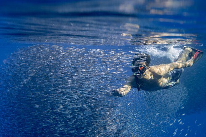 Oahu Swimming with Dolphins Speedboat Adventure - Who Will Love This Experience?