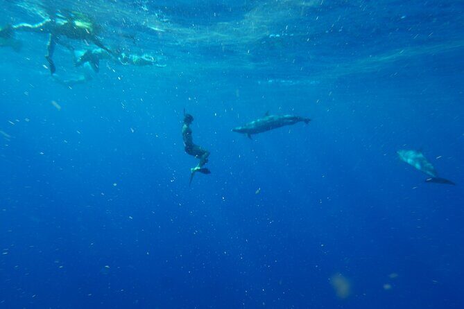 Oahu Swimming with Dolphins Speedboat Adventure - Final Thoughts