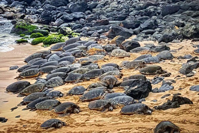 Oahu to Maui 1 Day Trip : Road to Hana Day Trip from Oahu with Air Ticket - Practical Considerations