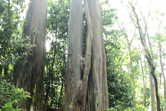 Oahu to Maui 1 Day Trip : Road to Hana Day Trip from Oahu with Air Ticket - FAQ