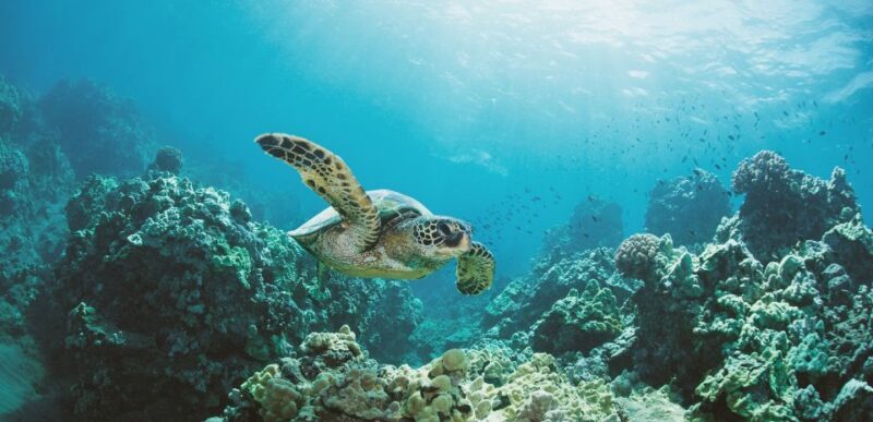 Oahu: Turtle Canyon Snorkeling Boat Tour - What You Can Expect from the Tour