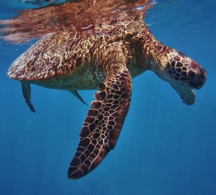 Oahu: Turtle Canyon Snorkeling Boat Tour - The Experience of Booking and Flexibility