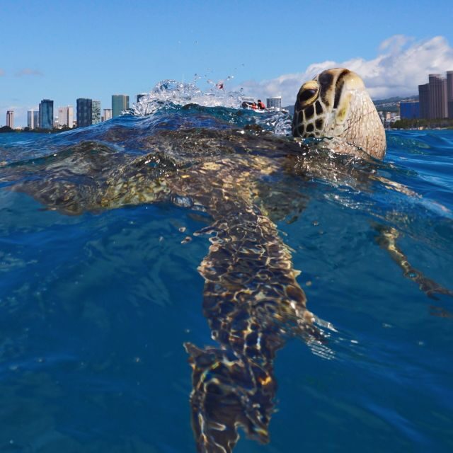 Oahu: Turtle Canyon Snorkeling Boat Tour - Who Will Love This Tour?