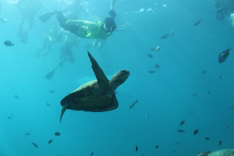 Oahu: Turtle Canyon Snorkeling & Hula Show - An In-Depth Look at the Turtle Canyon Snorkeling & Hula Show