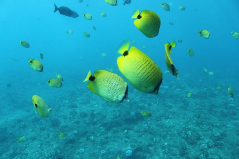 Oahu: Turtle Canyon Snorkeling & Hula Show - Final Thoughts