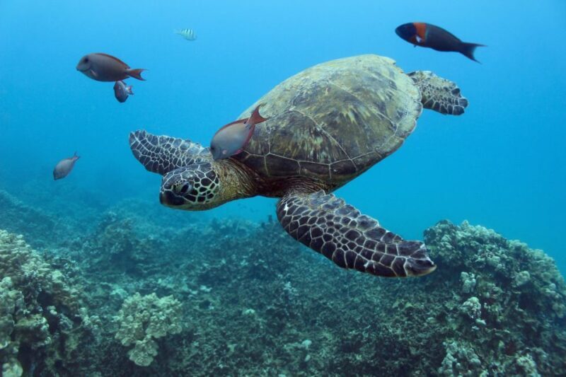 Oahu: Turtle Canyon Snorkeling & Hula Show - FAQ