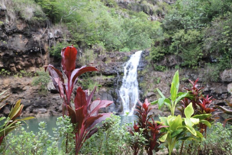 Oahu: Valley of Waimea Falls Swim & Hike with Lunch & Dole - An Honest Look at the Experience