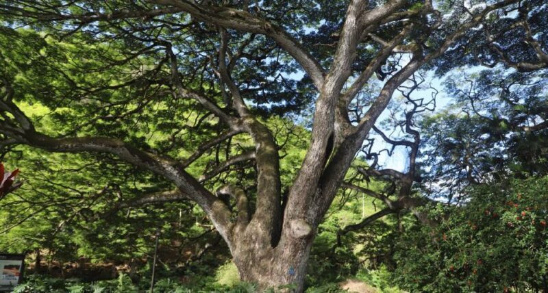 Oahu: Valley of Waimea Falls Swim & Hike with Lunch & Dole - FAQ